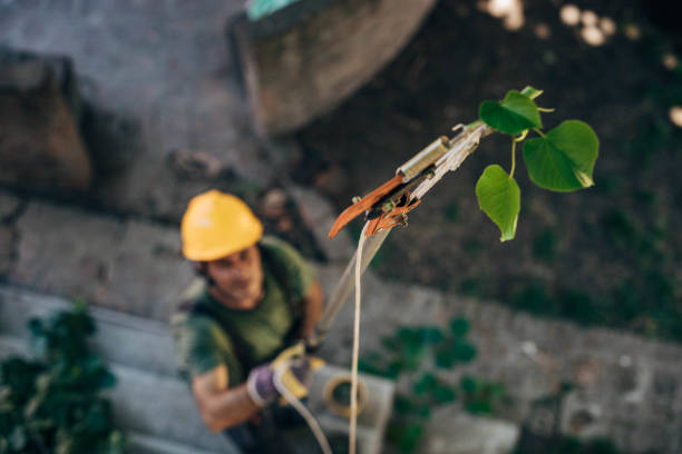 Best Storm Damage Tree Cleanup  in Elbow Lake, MN